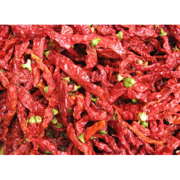 Nova safra 2014 secas pimentas vermelhas